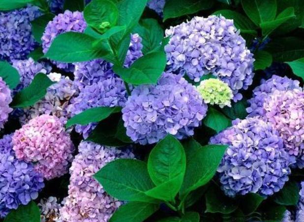 百合花黄叶补铁需要几天补一次,土壤缺铁用什么最好