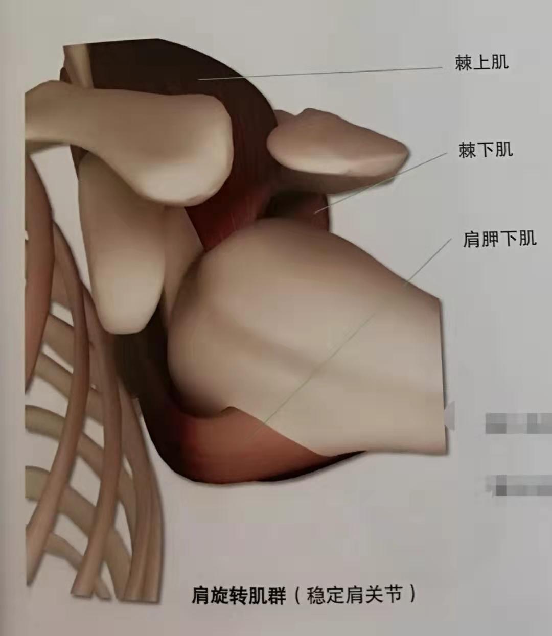 手臂抬不起来的手法,手臂抬不起来怎么训练