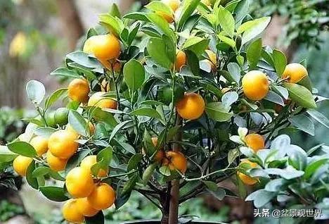 金桔不掉叶怎么办,年前买回盆栽金桔年后怎么种