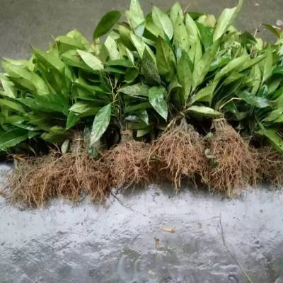 泰国红宝石柚子,正宗的泰国红宝石柚子