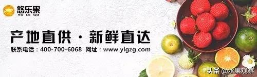 *疆新**西梅增产40%将于8月中旬上市