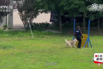 都说哈士奇不能当警犬，但有民警偏要试一试