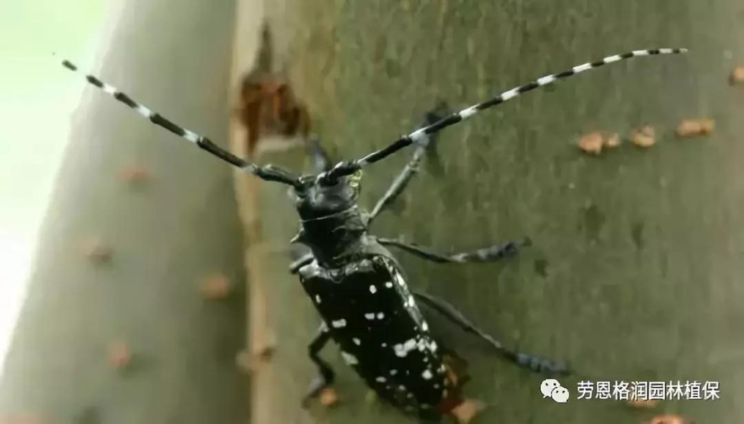 各类植物害虫的防治方法,园林蛀干害虫防治方法