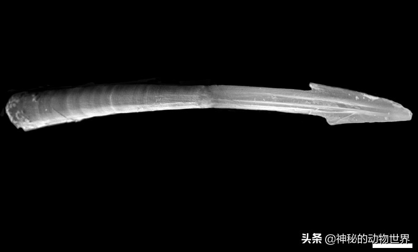 蜗牛为什么是牙齿最多的动物,为什么说蜗牛是牙齿最多的动物