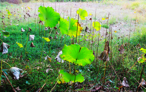 鄱湖之滨美景图,鄱阳湖之滨