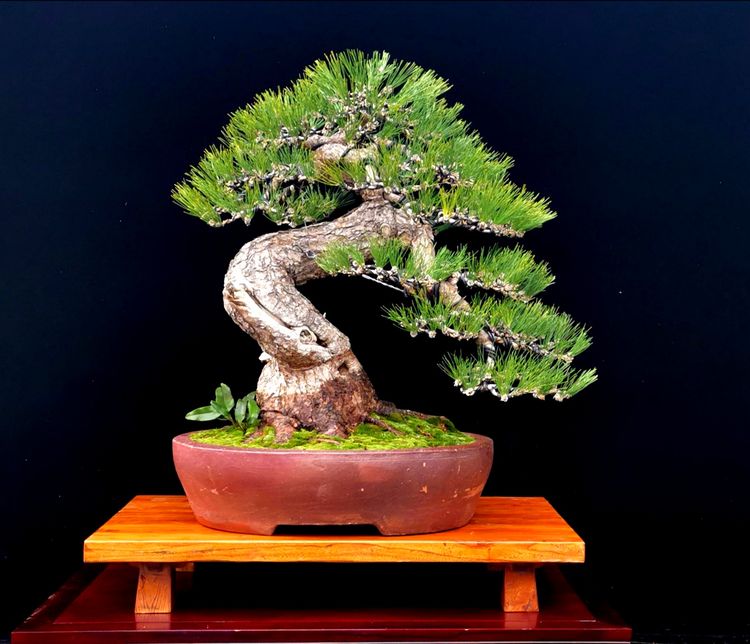 金奖精品黑松盆景 (日本国风展黑松盆景高清图)