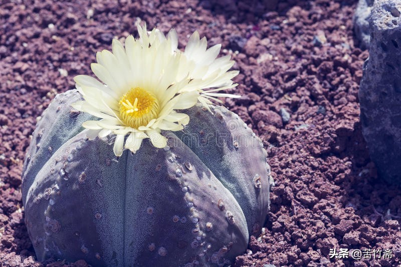 如何面对亲人对你的冷嘲热讽,如何正确的应对亲戚说教