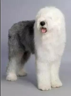 身价最高的狗,身价20亿的狗