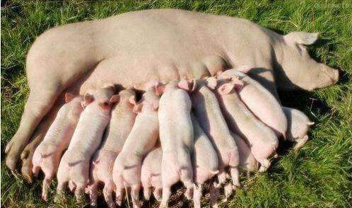 怎么确认*猪种**妊娠，预产期推算及分娩接产技术！