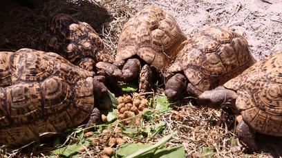 龟龟长大了,我滴个龟龟是什么意思