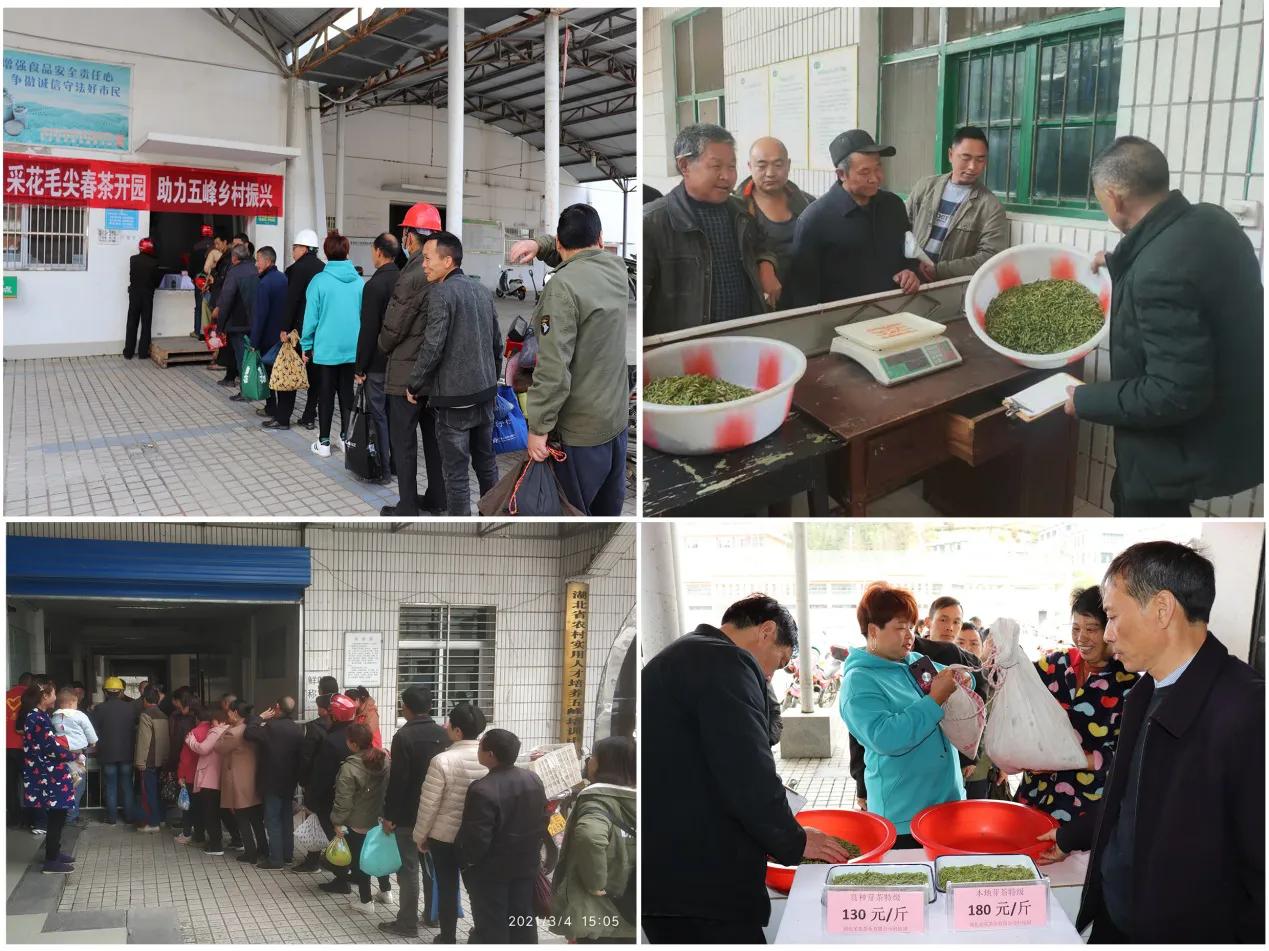 春茶采摘乡村振兴,五峰春茶开园节成功举办