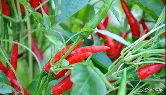 河南辣椒之乡在什么地方,河南哪里盛产辣椒最多