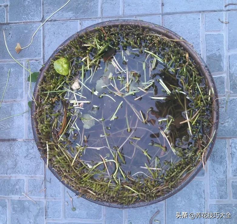 绿萝铜钱草家庭养殖,绿萝发财树黄叶子怎么办呢