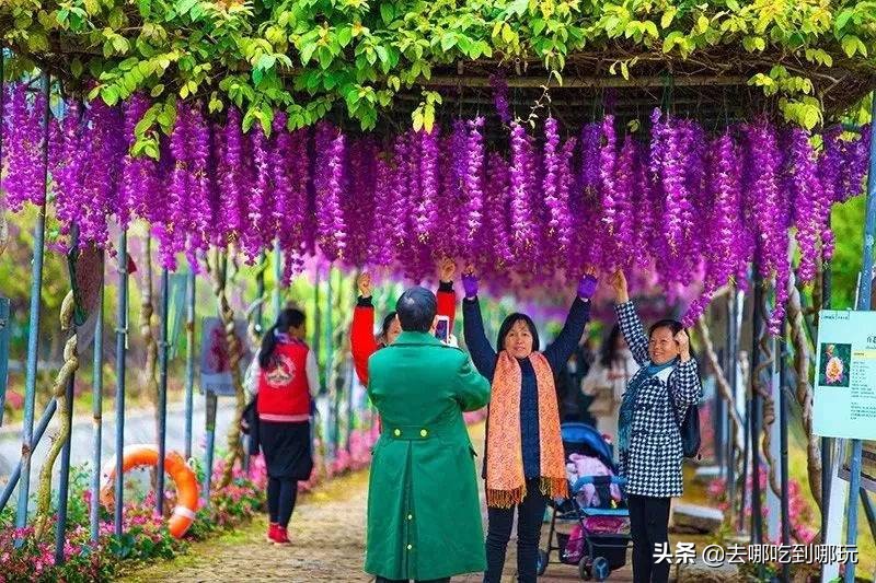 38抢从化宝趣玫瑰世界1大1小票赏春赏花赏美景不负*光春**不负卿