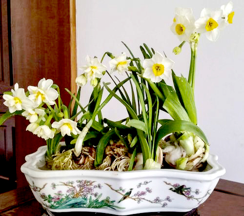 水仙花烂根了怎么挽救多菌灵,水仙花烂根叶黄怎样能让再生根