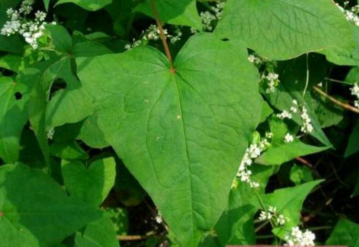 金荞麦是什么东西,金荞麦也叫野荞麦