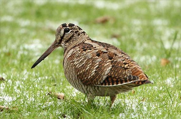 广东常见鸟类图谱图文,广东常见鸟类图谱