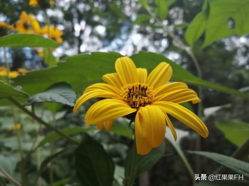 洋姜开花,秋天的洋姜花