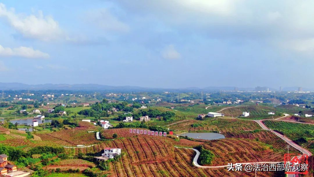 稻花香生态养殖,稻花香种植家庭农场