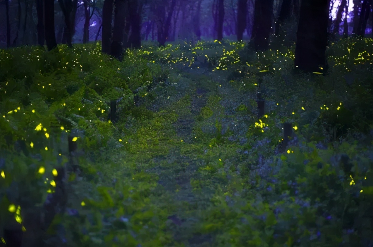 丽水上热搜,浙江丽水现萤火虫星海