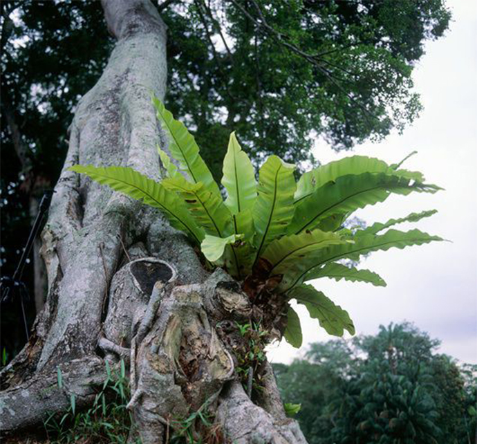 蕨类植物生物知识点有哪些,蕨类植物百科知识