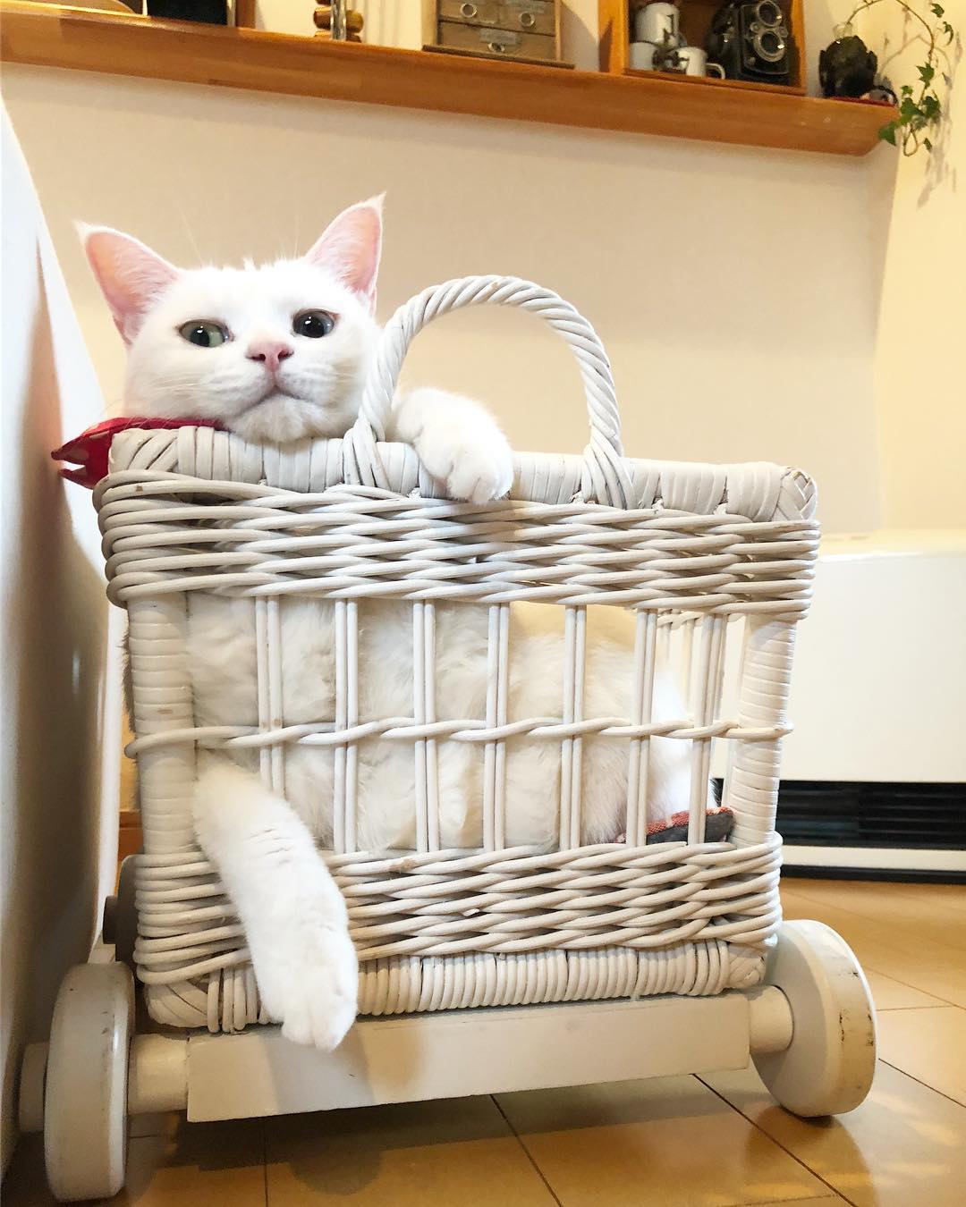 如何让吃猫粮的猫吃自制饭,怎样帮助小猫吃猫粮