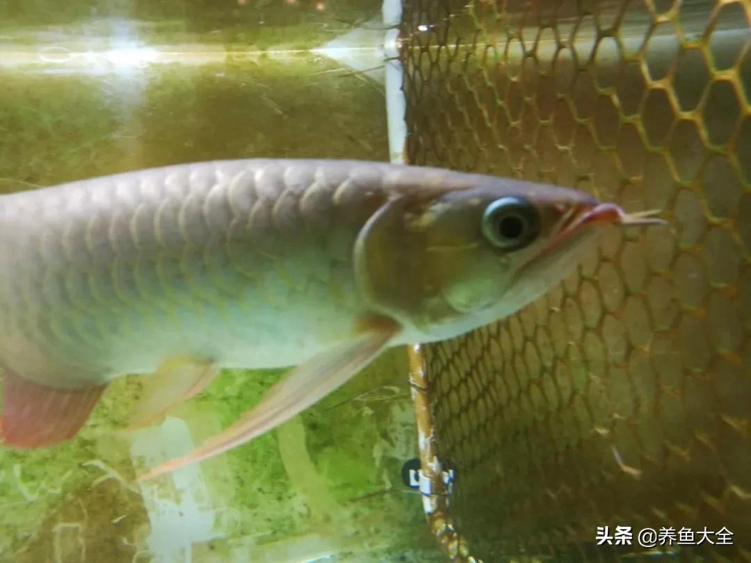 养红龙苗,养红龙如何搭配其他鱼