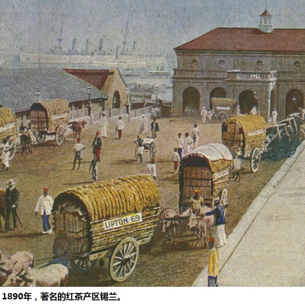 英国人感冒喝茶,英国人感冒