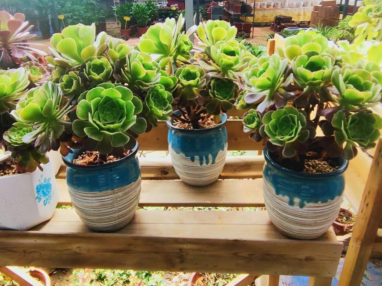 网购大型花卉怎样避坑,网购花卉怎么说才有助于存活