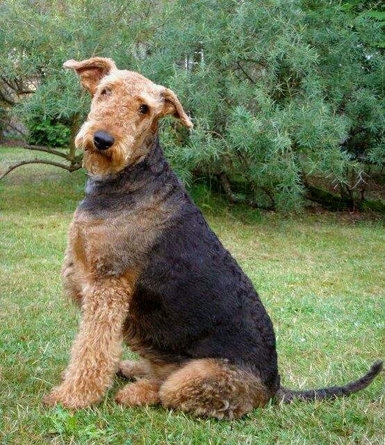 常见宠物狗的品种大全及图片,小型短毛宠物狗的品种图片大全