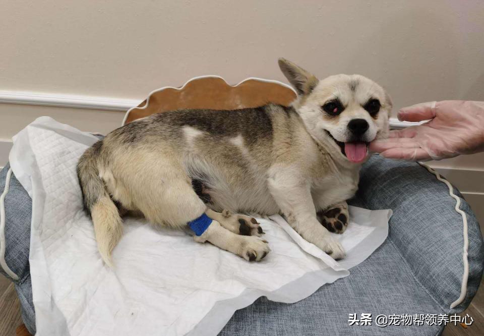 除夕,身上恶臭的萨摩耶在家门口流浪:为什么要抛弃我?