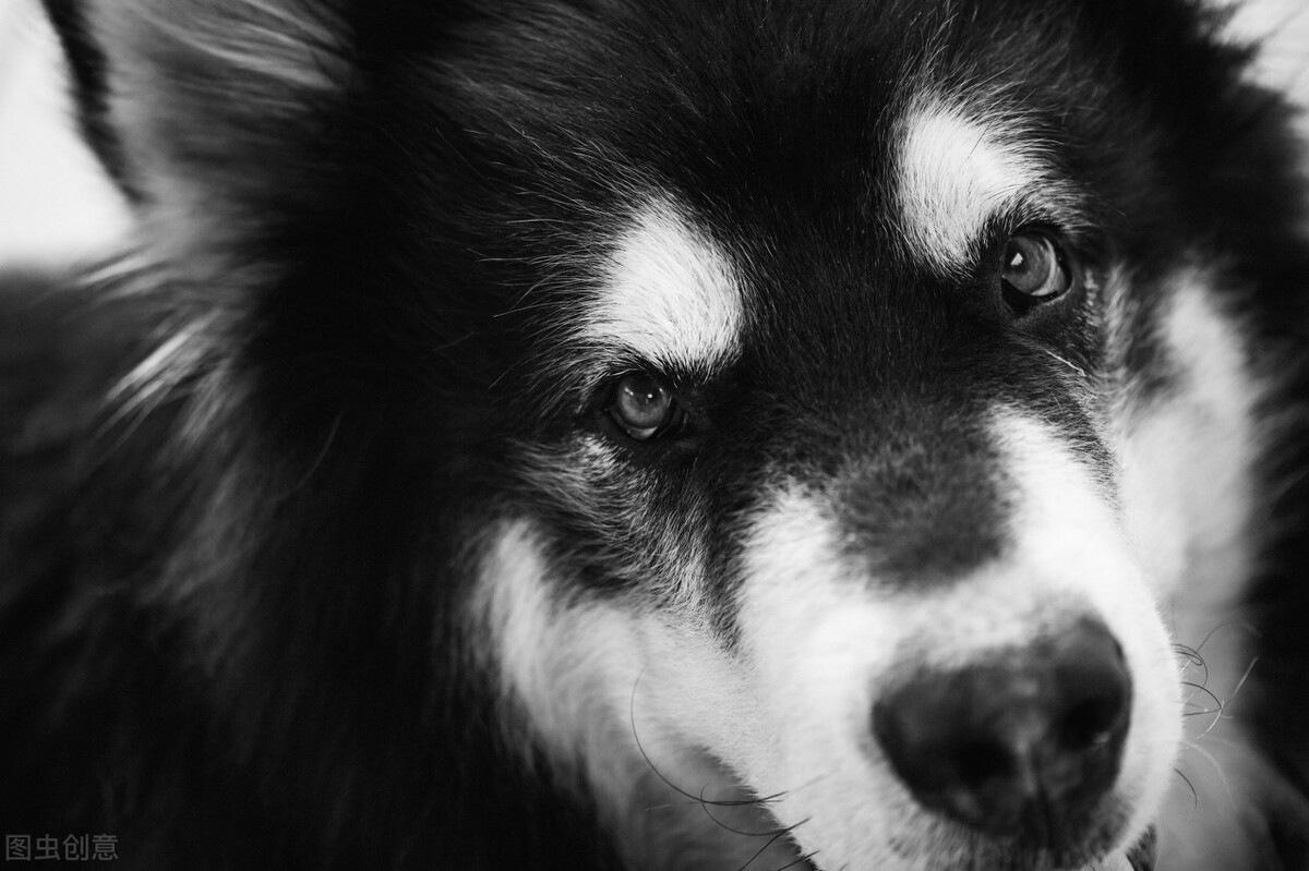 六种最难养的狗狗你遇上了吗,哪些狗狗比较凶猛不建议养