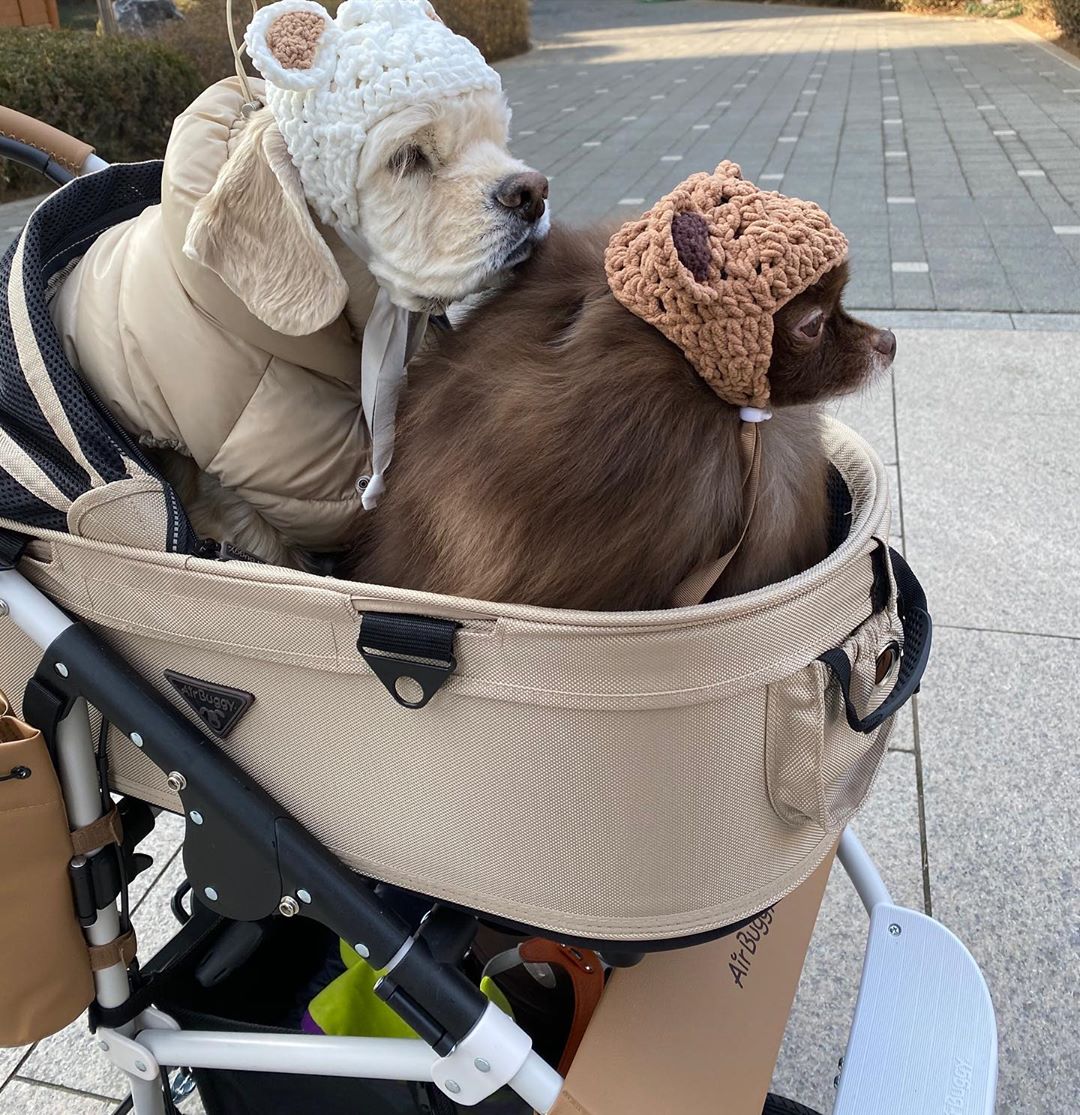 jennie和狗狗的日常,jennie有多宠狗狗