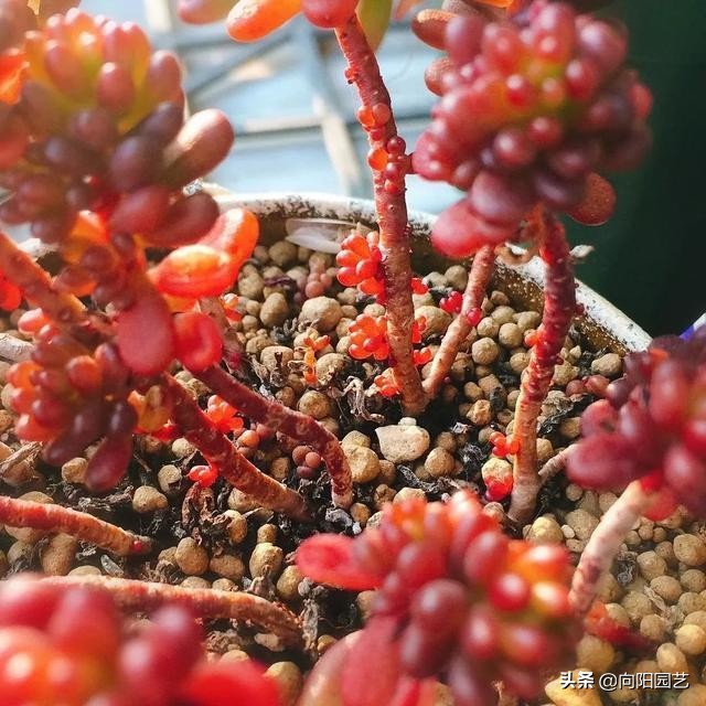 养多肉养了好多花盆不够,养多肉靠这3个要素疯长爆盆