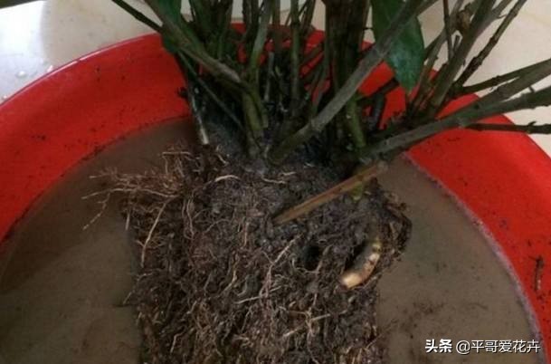 栀子花烂根最好的处理方法,栀子花烂根怎么补救最快最有效