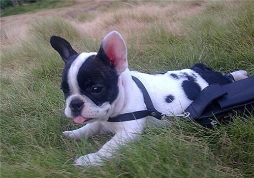 7个饲养法国斗牛犬的“小心机”，难怪别人家的狗能活这么久