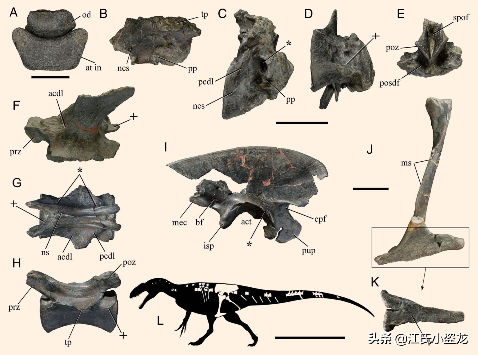 古生物时代有多少种恐龙,人类已经发现了多少恐龙种类