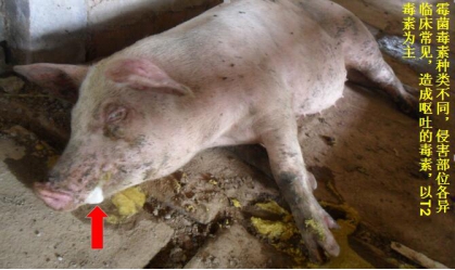 母猪霉菌毒素中毒症状和治疗,母猪怀孕期霉菌中毒怎么治疗