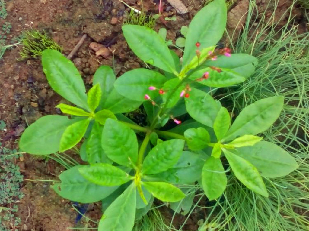 每日中药,关于中药马齿苋视频