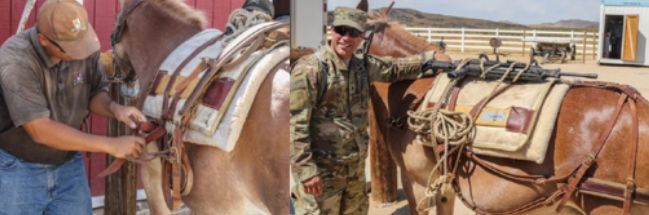 中国武备*物文**中的异域元素：印度梵文，波斯镔铁，非洲驴骡运军粮