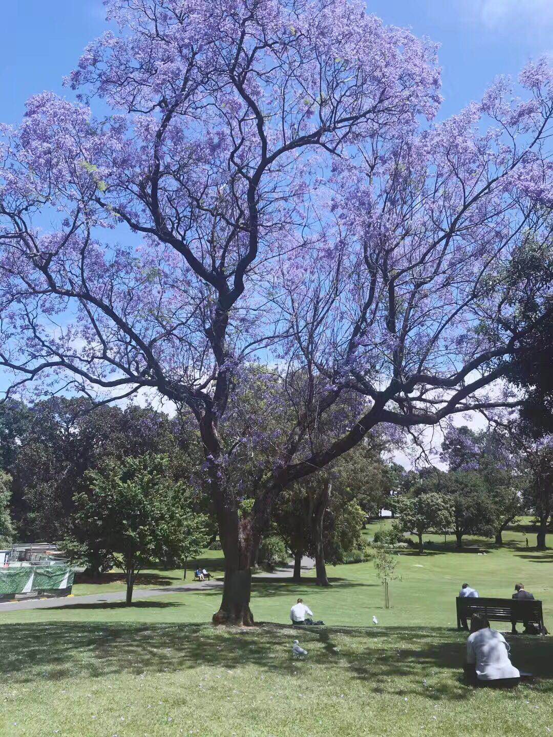 莫纳什大学最新世界排名,莫纳什大学商学院世界排名