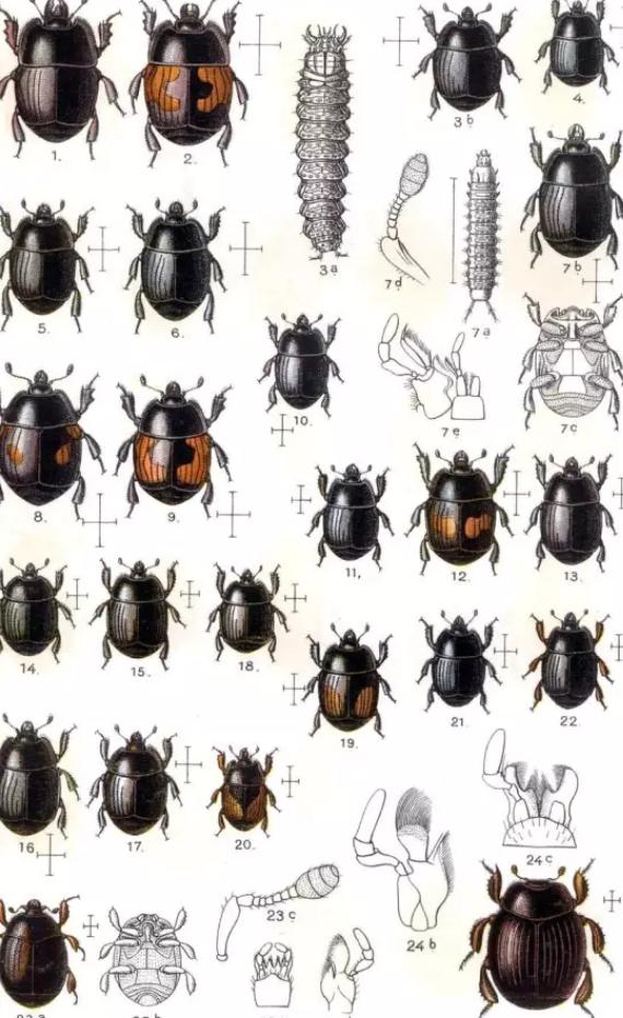 苍蝇的天敌和食物,苍蝇以粪便为食