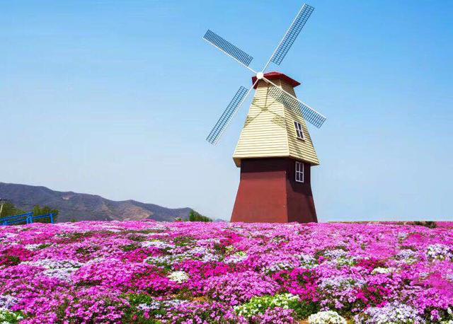 花卉蔬菜制作教程,花卉怎么做