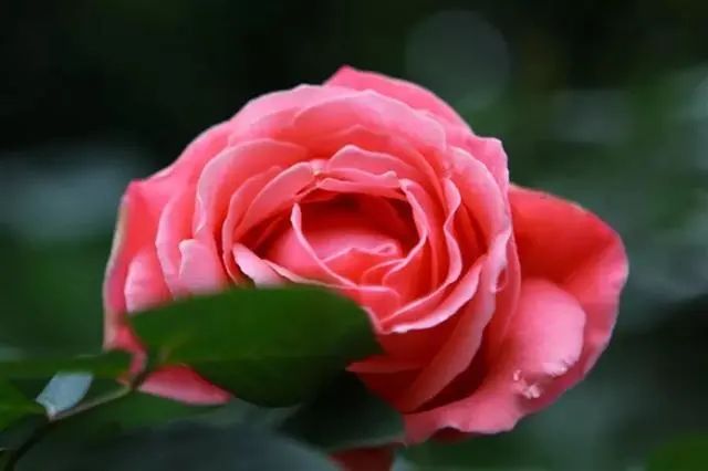 温泉度假酒店推荐广东从化,温泉度假酒店亲子游从化