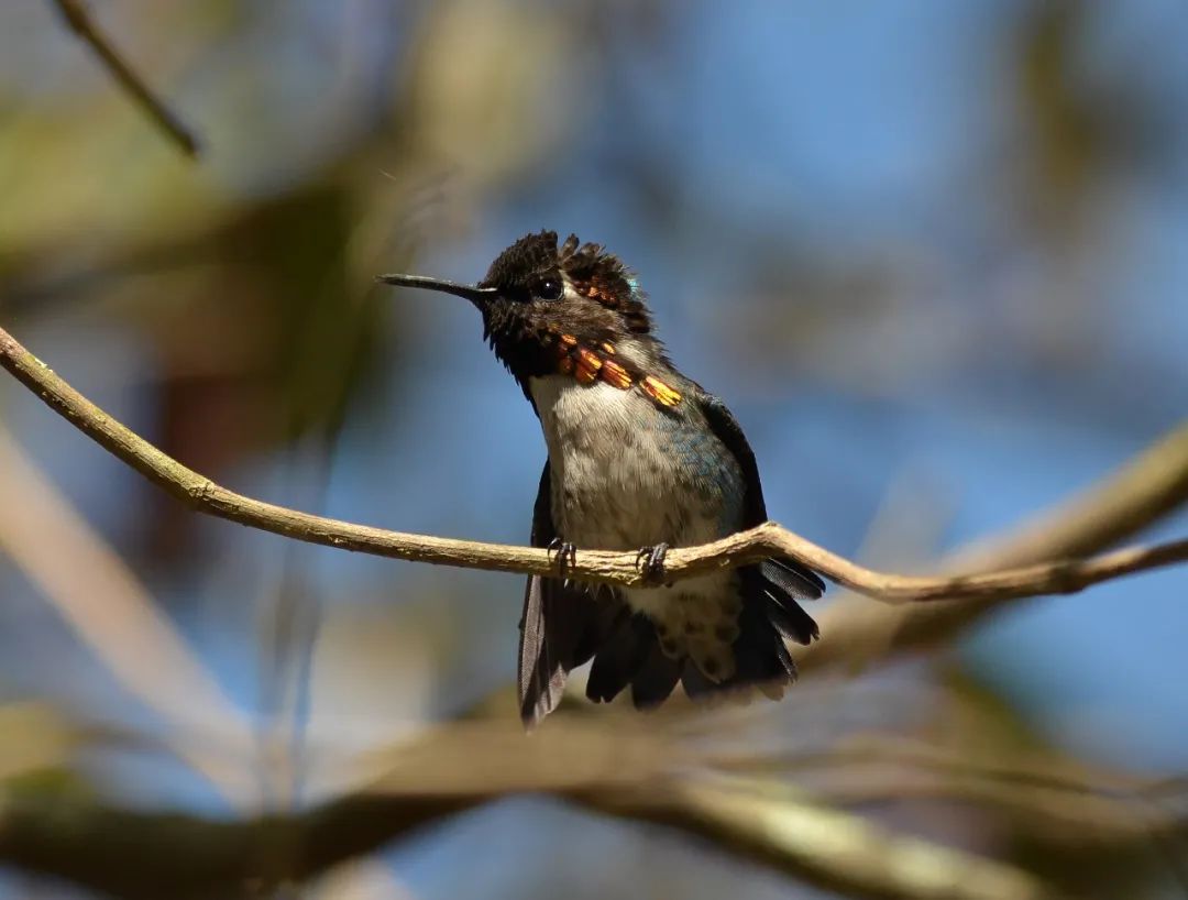 吸蜜蜂鸟：惊艳森林的彩虹小宝石