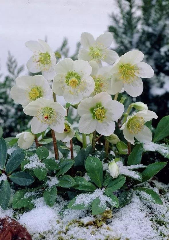 露台上的植物怎么过冬,植物过冬的方式有哪些