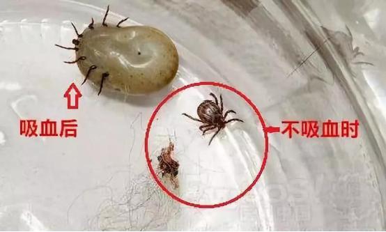 虫子叮咬引发疾病,虫子叮咬会得什么病