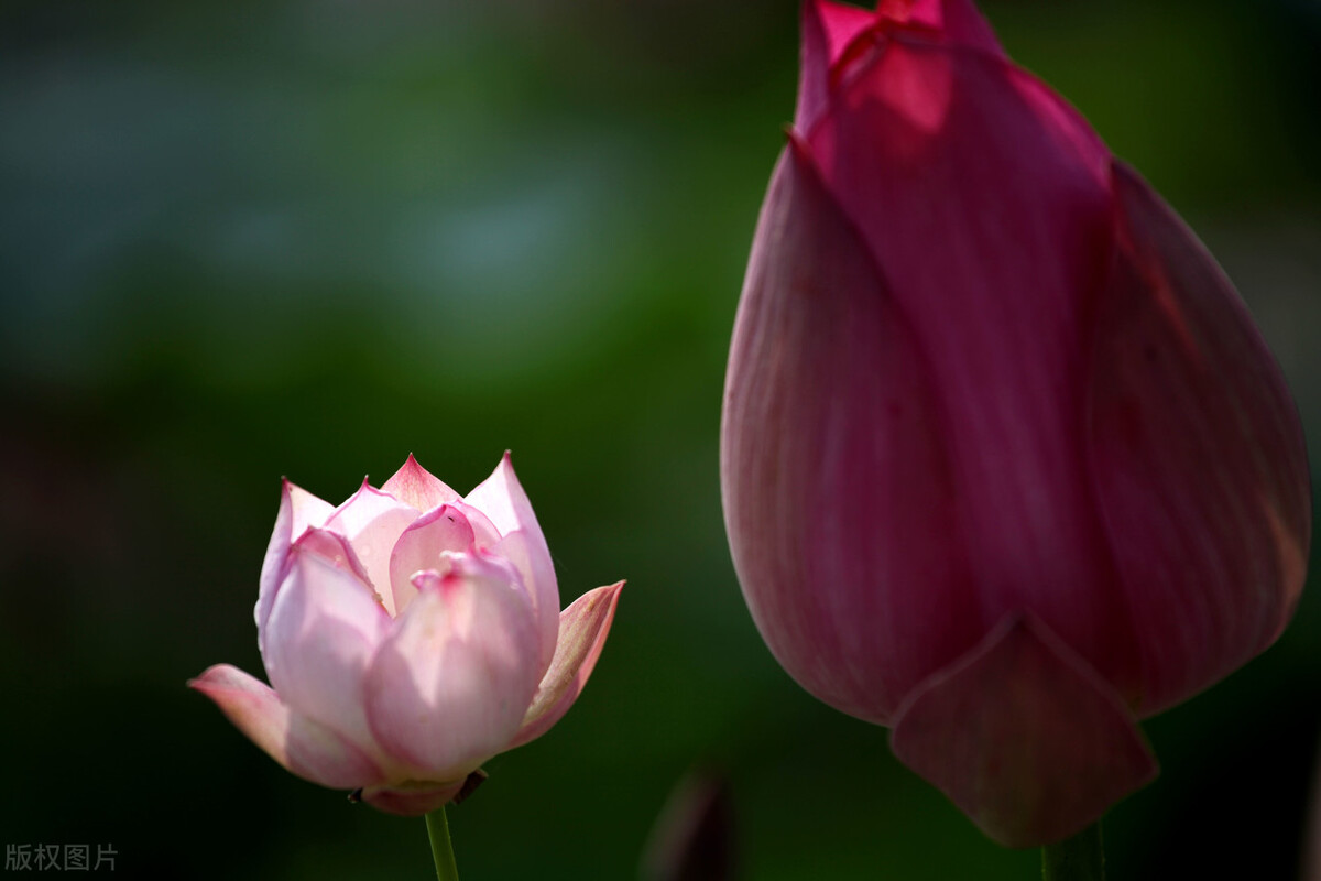 去花市买花千万别买这4种花,秋季花市卖得好的5种花