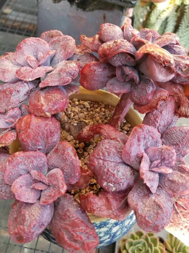 爱机车，爱多肉，宝妈花姐的诗和远方