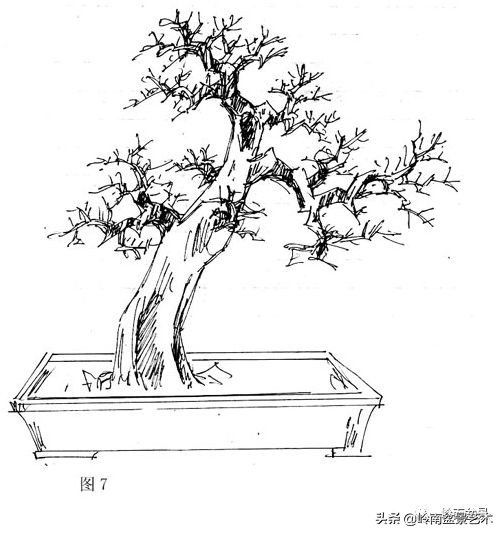 盆景侧枝和飘枝有什么区别,盆景大飘枝讲解